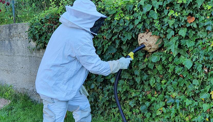 Asiatische Hornisse (Vespa Velutina): Beim Nest im Efeu handelt es sich um ein vergrößertes Primärnest. Noch ist das Nest relativ einfach zu beseitigen. Ab Juli/August gründen die Tiere riesige Sekundärnester - meist hoch oben in Baumkronen.