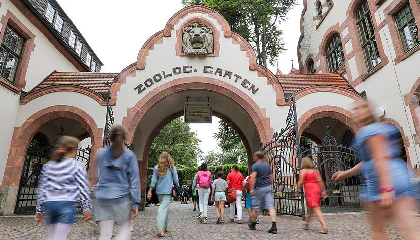 Drei Tigerbabys wurden eingeschläfert. (Symbolbild) Drei Tigerbabys wurden eingeschläfert. (Symbolbild)