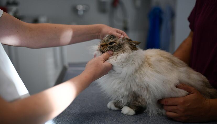 Katzenhaltern wird empfohlen, ihr Tier ab einem Alter von etwa elf Jahren mindestens einmal im Jahr, besser sogar zweimal, beim Tierarzt f&uuml;r eine Vorsorgeuntersuchung vorzustellen.
