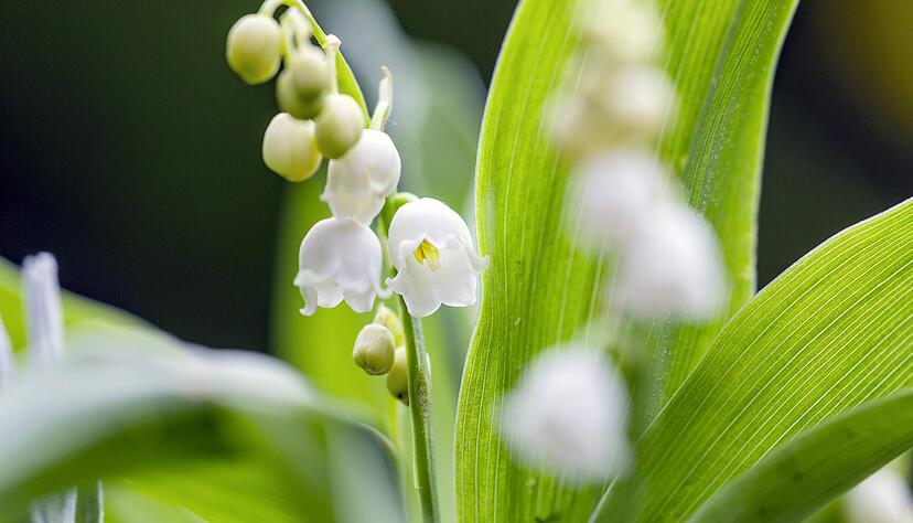 Sie sehen zwar harmlos aus, können jedoch zu ernsten Beschwerden führen: Maiglöckchen wirken sich auf den Herzrythmus aus und bewirken Schwindelanfälle, Benommenheit, Übelkeit, Erbrechen und Durchfall. Sie sehen zwar harmlos aus, können jedoch zu ernsten Beschwerden führen: Maiglöckchen wirken sich auf den Herzrythmus aus und bewirken Schwindelanfälle, Benommenheit, Übelkeit, Erbrechen und Durchfall.