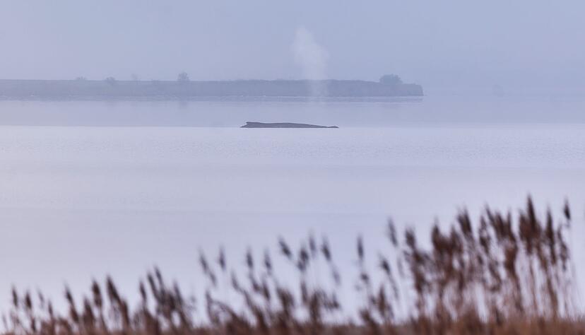 Die Atemfrequenz des Wals war laut Fachleuten zuletzt unregelm&auml;&szlig;ig.