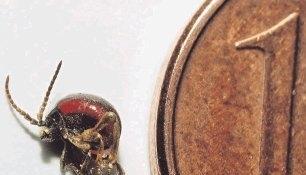 Das Insekt wird nur bis zu drei Millimeter gro&szlig;. Hier ein fast ausgewachsenes Exemplar im Vergleich zu einer Ein-Cent-M&uuml;nze.