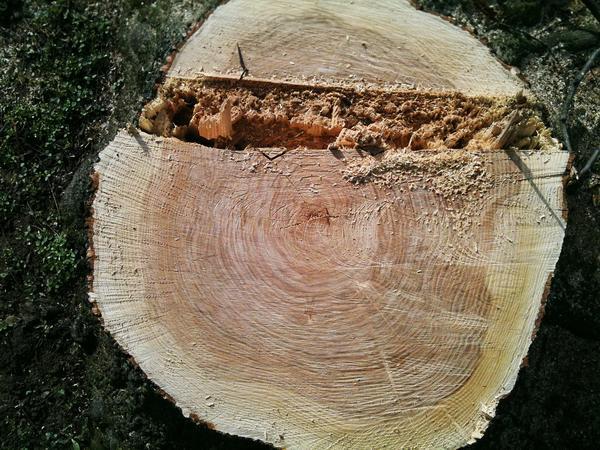 Jetzt wird das Holz nicht gehäckselt, sondern zu schicken Möbeln verarbeitet.