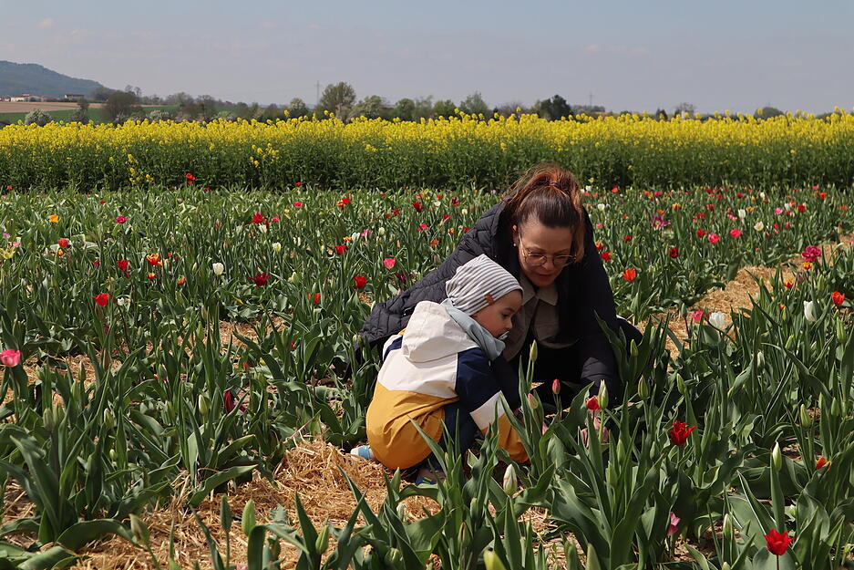 Die Gro&szlig;eltern von Michail Karpouchtsis in K&uuml;nzelsau bekommen einen frischen Strau&szlig; Tulpen zu Ostern.