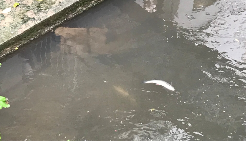 Ein toter Fisch treibt auf dem Leinbach.