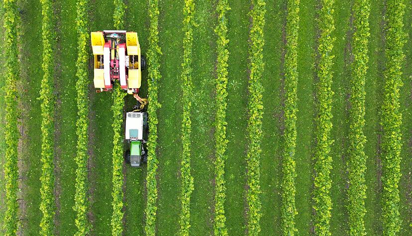 In Baden ist die Lese in den letzten Z&uuml;gen. In den w&uuml;rttembergischen Weinbergen herrscht noch Hochbetrieb bei der Ernte. (Archivbild)