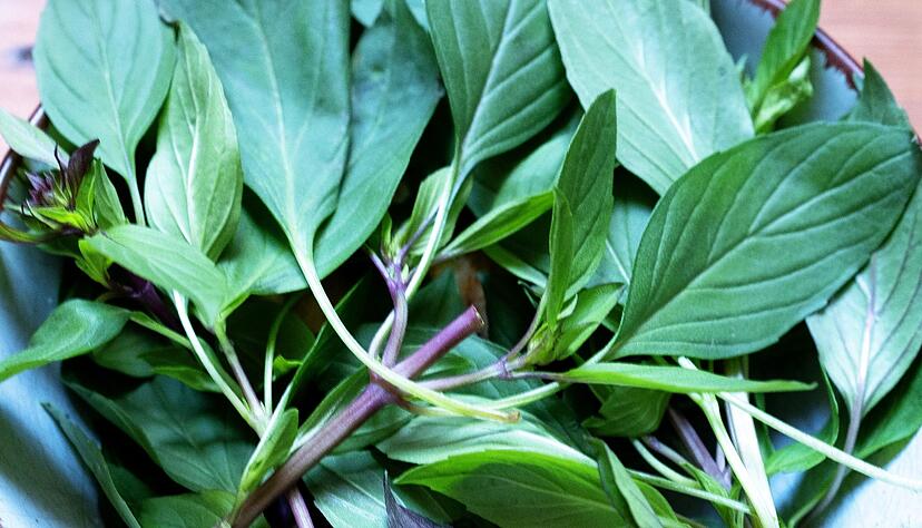 Ein Aroma von Anis, Zitrone oder Zimt: Thai-Basilikum ist eine Bezeichnung für gleich mehrere Basilikum-Arten, die häufig in asiatischen Gerichten verwendet werden. Ein Aroma von Anis, Zitrone oder Zimt: Thai-Basilikum ist eine Bezeichnung für gleich mehrere Basilikum-Arten, die häufig in asiatischen Gerichten verwendet werden.