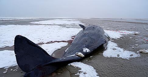 In D&auml;nemark sind mehrere Wale gestrandet.