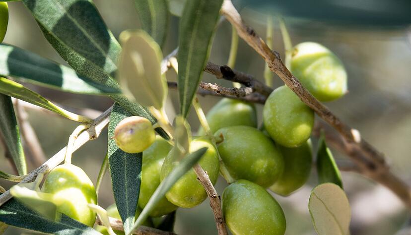 Mit einem Olivenbaum verleiht man jedem Garten oder Balkon einen mediterranen Touch.