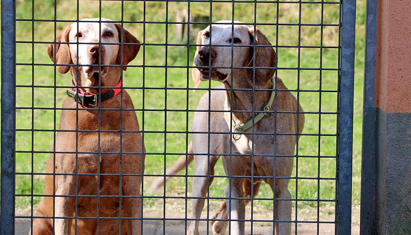 Wer f&uuml;r seinen Hund eine Urlaubsbetreuung sucht, muss sich rechtzeitig k&uuml;mmern.  Foto: dpa