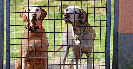 Wer für seinen Hund eine Urlaubsbetreuung sucht, muss sich rechtzeitig kümmern.
Foto: dpa Wer für seinen Hund eine Urlaubsbetreuung sucht, muss sich rechtzeitig kümmern.
Foto: dpa