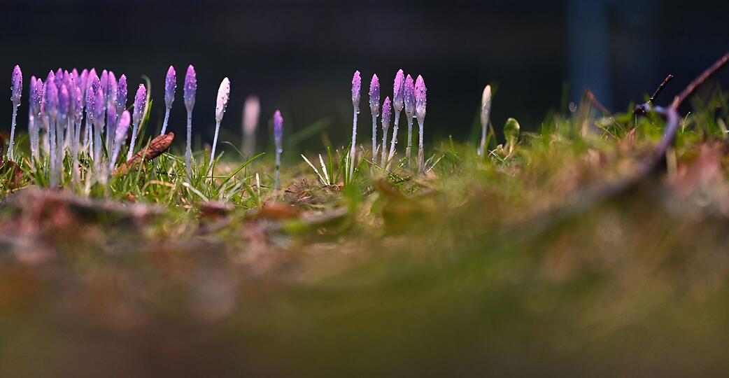 Die nun angenehmeren Temperaturen locken auch die Krokusse hervor.