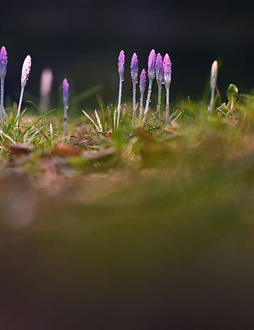 Die nun angenehmeren Temperaturen locken auch die Krokusse hervor.