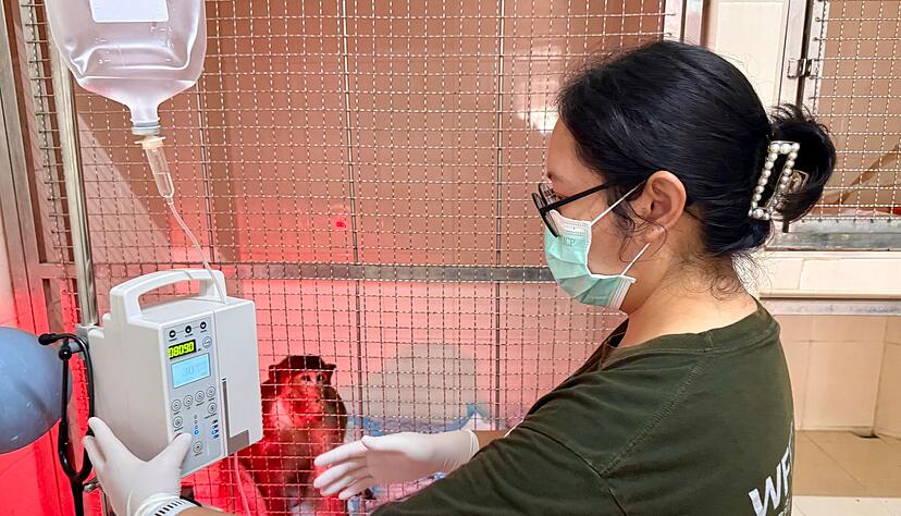 Die WFFT-Veterin&auml;rin Dr. Kwan checkt die Vitalwerte eines verletzten Affen - das geh&ouml;rt zu ihrer t&auml;glichen Arbeit.