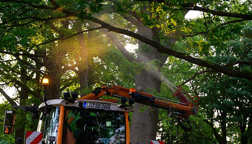 An einer Landstraße wird ein biologisches Mittel mit Nematoden gegen den Eichenprozessionsspinner versprüht. An einer Landstraße wird ein biologisches Mittel mit Nematoden gegen den Eichenprozessionsspinner versprüht.