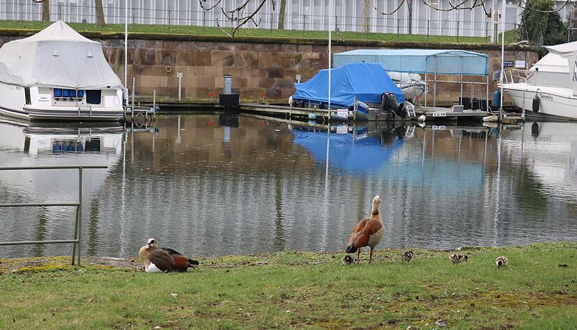 Nilgänse am Heilbronner Yachthafen. Derzeit haben die Tiere Schonzeit und ziehen ihre Jungen groß.