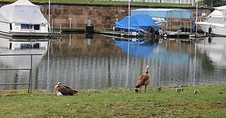 J&auml;ger nehmen Heilbronner Nilg&auml;nse in den Fokus
