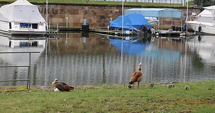 Nilgänse am Heilbronner Yachthafen. Derzeit haben die Tiere Schonzeit und ziehen ihre Jungen groß.
Foto: Thomas Zimmermann
