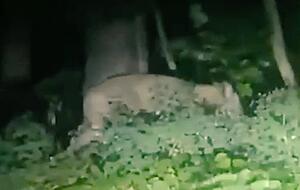 Eine Nachtkamera hat das Tier fotografiert. Die Suche nach der entlaufenen Löwin in Berlin geht weiter. Eine Nachtkamera hat das Tier fotografiert. Die Suche nach der entlaufenen Löwin in Berlin geht weiter.