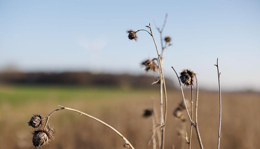 Ein Bl&uuml;hstreifen am Rande eines Feldes. Er bietet Rebh&uuml;hnern Brutpl&auml;tze, Nahrung und Schutz vor Fressfeinden.
