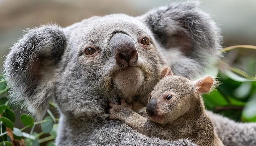 Baby-Koalas sorgten f&uuml;r Begeisterung in der Stuttgarter Wilhelma.