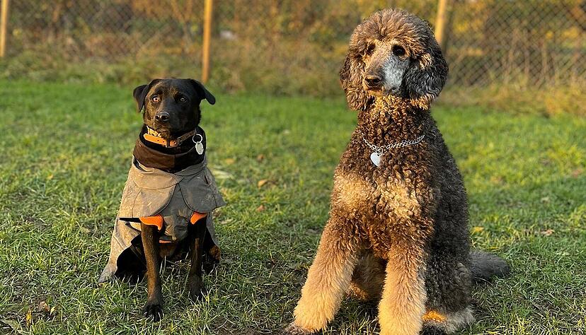 Annie (rechts) wird von zwei Familien betreut.