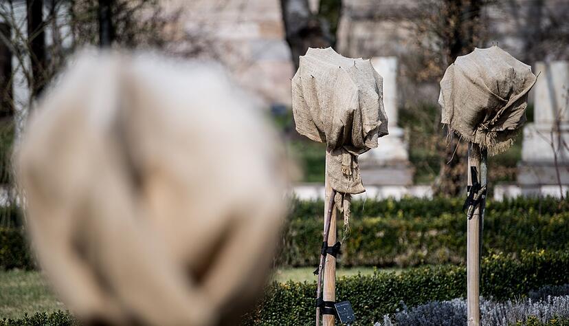Rosen kann man mit einem Vlies bei Minusgraden schützen. Rosen kann man mit einem Vlies bei Minusgraden schützen.