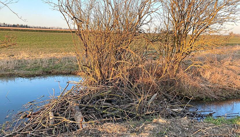 Mehrere Dämme haben die Biber in Fürfeld angelegt. Im vergangenen Frühjahr trat der Bach an der B39 mehrmals über das Ufer.
Foto: Archiv/Hofmann