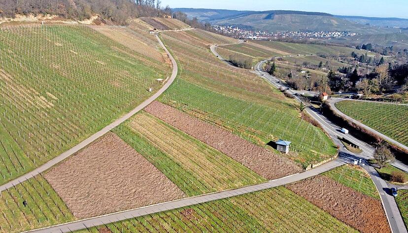Die Reblandschaft ist im Umbruch, hier am Sattel bei Heilbronn und in Erlenbach.