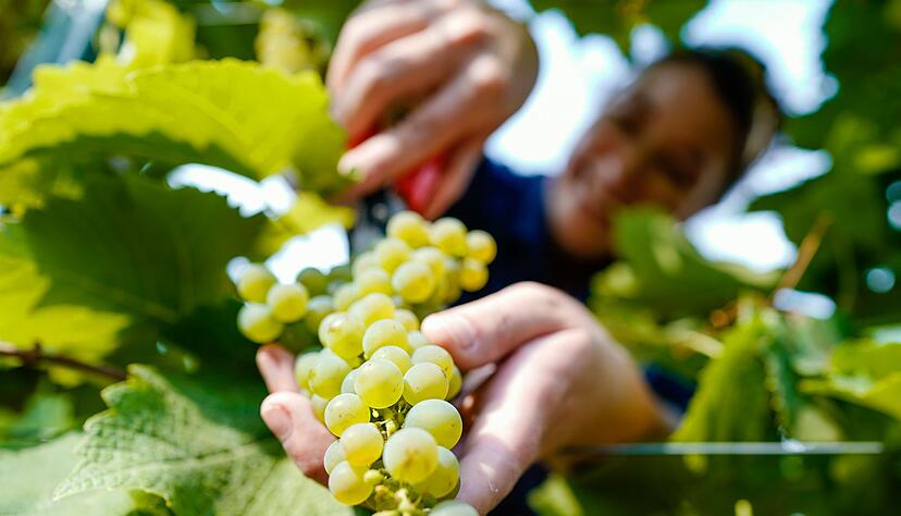 Die Pfälzische Weinköniging ist seit vielen Jahren Botschafterin des zweitgrößten Weinbaugebietes in Deutschland - und der Titel ist in der Region mit viel Emotion verknüpft. (Symbolbild) Die Pfälzische Weinköniging ist seit vielen Jahren Botschafterin des zweitgrößten Weinbaugebietes in Deutschland - und der Titel ist in der Region mit viel Emotion verknüpft. (Symbolbild)