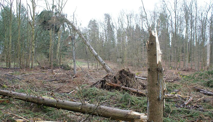 Kahlflächen im Wald bei Neuenstadt: Gewitter und Sturm haben Bäume gekappt. Dann kam die Trockenheit und der Angriff der Borkenkäfer. Vor allem Fichten mussten hier gefällt werden. Foto: Carsten Friese Kahlflächen im Wald bei Neuenstadt: Gewitter und Sturm haben Bäume gekappt. Dann kam die Trockenheit und der Angriff der Borkenkäfer. Vor allem Fichten mussten hier gefällt werden. Foto: Carsten Friese