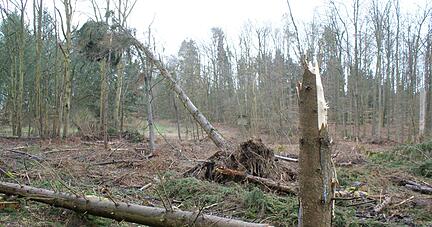 Förster Eckhard Staudt auf einer Fläche mit jungen Esskastanien. Sie vertragen Trockenheit offenbar gut. Förster Eckhard Staudt auf einer Fläche mit jungen Esskastanien. Sie vertragen Trockenheit offenbar gut.