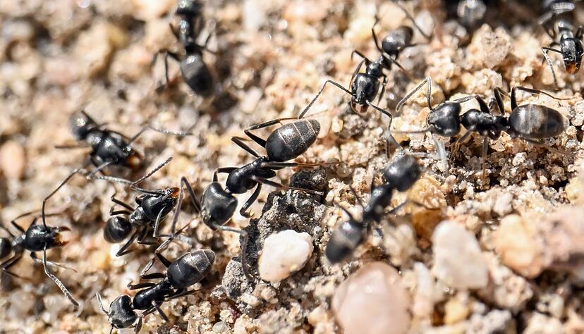 Die Ameisenart Tapinoma magnum breitet sich Experten zufolge in Deutschland aus. (Archivbild) Die Ameisenart Tapinoma magnum breitet sich Experten zufolge in Deutschland aus. (Archivbild)