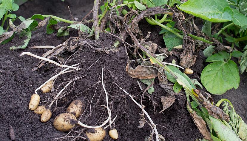 Kartoffeln sind von Krautfäule bedroht. (Archivfoto) Kartoffeln sind von Krautfäule bedroht. (Archivfoto)