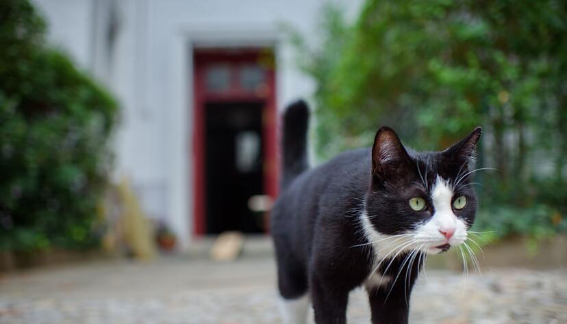 Freilaufende Katzen sind ein Problem. (Archivbild) Freilaufende Katzen sind ein Problem. (Archivbild)