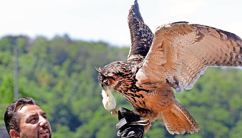 Ohne geht es nicht: Greifvogelfütterung auf der Burg Guttenberg während einer Flugschau.
Foto: Archiv/Seidel Ohne geht es nicht: Greifvogelfütterung auf der Burg Guttenberg während einer Flugschau.
Foto: Archiv/Seidel