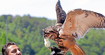 Ohne geht es nicht: Greifvogelf&uuml;tterung auf der Burg Guttenberg w&auml;hrend einer Flugschau.
Foto: Archiv/Seidel