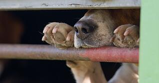 In Absprache mit dem Veterin&auml;ramt war der Hund in die Quarant&auml;nestation eines Tierheims gebracht worden. (Symbolbild)