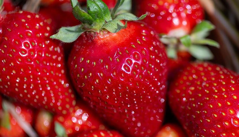 Erdbeeren sind das beliebteste Obst der Deutschen. In einer Umfrage landet die rote Frucht sogar noch vor dem Apfel. Erdbeeren sind das beliebteste Obst der Deutschen. In einer Umfrage landet die rote Frucht sogar noch vor dem Apfel.