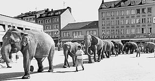 Zirkus-Betreiber werben mit Elefanten für ihre Gastspiele. Im Jahr 1989 laufen welche über den Kiliansplatz in Heilbronn und ziehen die Blicke von Passanten auf sich. Foto: Archiv/Kugler Zirkus-Betreiber werben mit Elefanten für ihre Gastspiele. Im Jahr 1989 laufen welche über den Kiliansplatz in Heilbronn und ziehen die Blicke von Passanten auf sich. Foto: Archiv/Kugler