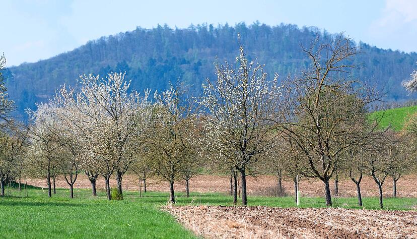 In Verlängerung des Willsbacher Steinackerwegs befindet sich am Mäusebach die Streuobstwiese, um die sich die Zehntklässler des Evangelischen Paul-Distelbarth-Gymnasiums kümmern.
Foto: Mario Berger