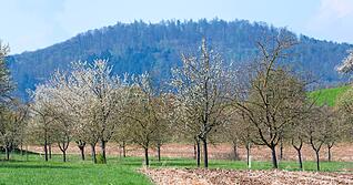 In Verlängerung des Willsbacher Steinackerwegs befindet sich am Mäusebach die Streuobstwiese, um die sich die Zehntklässler des Evangelischen Paul-Distelbarth-Gymnasiums kümmern.
Foto: Mario Berger In Verlängerung des Willsbacher Steinackerwegs befindet sich am Mäusebach die Streuobstwiese, um die sich die Zehntklässler des Evangelischen Paul-Distelbarth-Gymnasiums kümmern.
Foto: Mario Berger