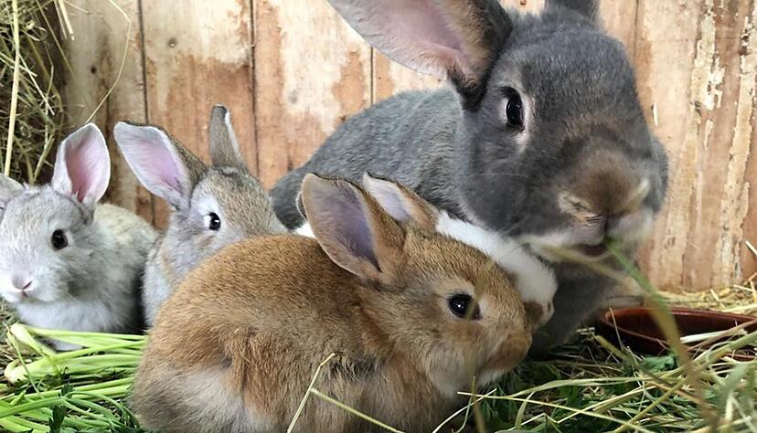 Im Heilbronner Tierheim sind jüngst viele Kaninchen, hier ein Themenfoto, abgegeben worden.  Foto: dpa