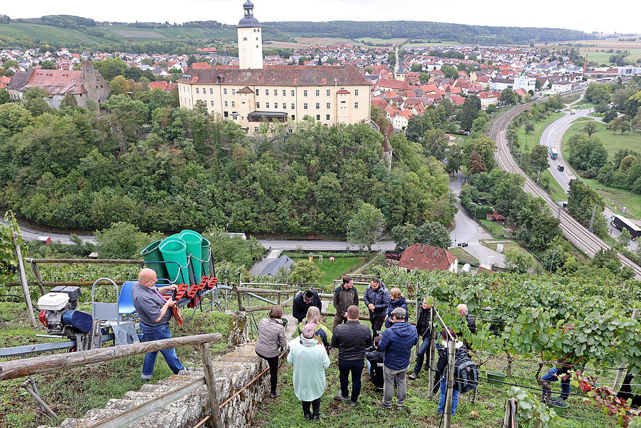 Traubenlese: Erster koscherer Württemberger Wein