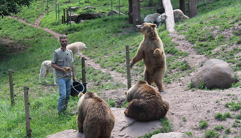 Um Futterneid zu vermeiden, füttert Wildhüter Roland Werner die Bären und Wölfe getrennt.