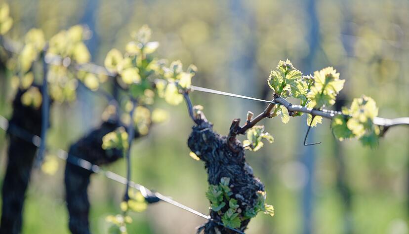 Sonne satt tut auch dem Wein gut.