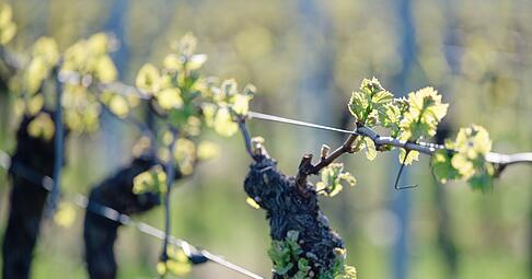 Sonne satt tut auch dem Wein gut.