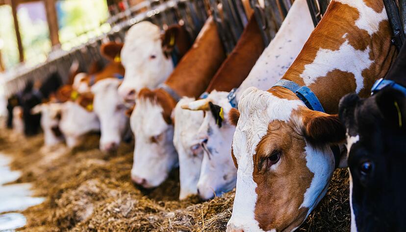 Landesbauernverband: Existenzgef&auml;hrdenden Einbu&szlig;en bei Milchviehbetrieben. (Archivbild)