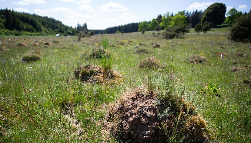 Im Naturschutzgebiet Dellenhäule in Baden-Württemberg stehen manchmal Tausende Ameisenhügel zusammen. (Archivbild) Im Naturschutzgebiet Dellenhäule in Baden-Württemberg stehen manchmal Tausende Ameisenhügel zusammen. (Archivbild)