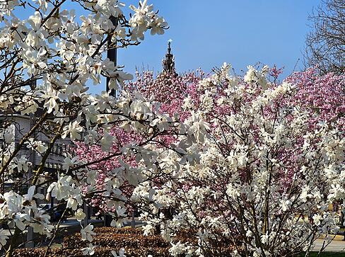Im Heilbronner Stadtpark an der Harmonie blühen gleich mehrere Magnolienbäume. Gemeinsam mit den Kirschblüten geben sie ein schönes Fotomotiv ab. Im Heilbronner Stadtpark an der Harmonie blühen gleich mehrere Magnolienbäume. Gemeinsam mit den Kirschblüten geben sie ein schönes Fotomotiv ab.